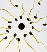 sperm